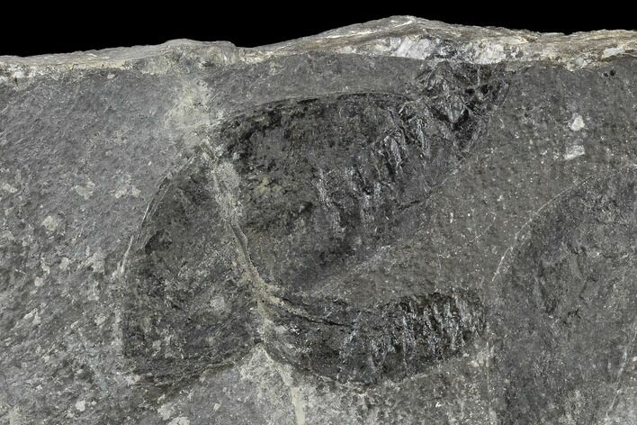 Two Rare Silurian Phyllocarid (Ceratiocaris) Fossils - Scotland